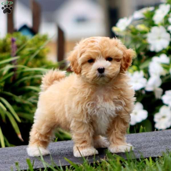 Ike, Maltipoo Puppy
