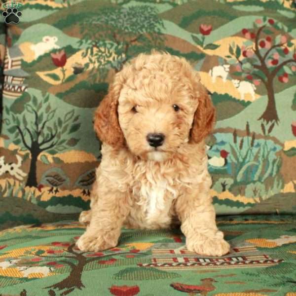 Ilion, Cavapoo Puppy