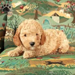 Ilion, Cavapoo Puppy
