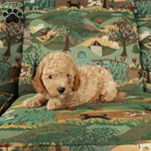 Ilion, Cavapoo Puppy