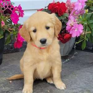 Carmel, Golden Retriever Puppy