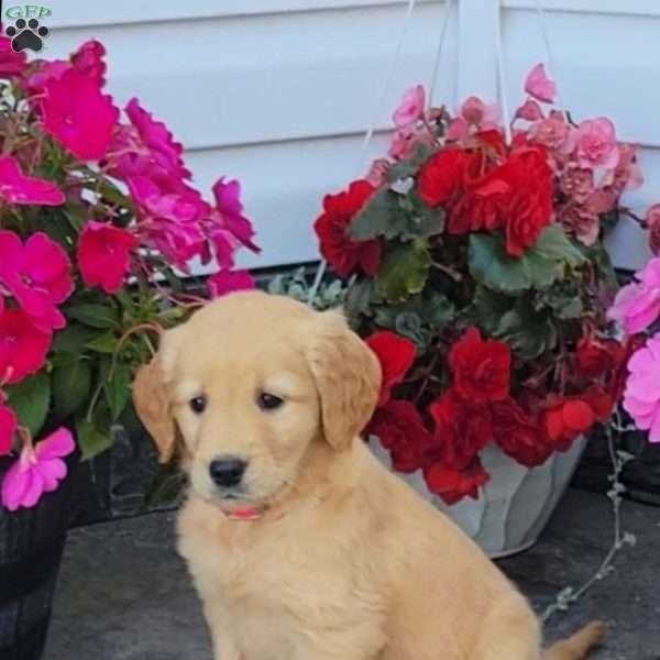 Carmel, Golden Retriever Puppy