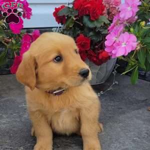 Cora, Golden Retriever Puppy