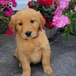 Cora, Golden Retriever Puppy