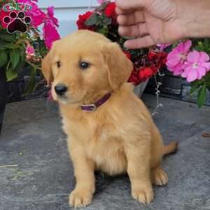 Cora, Golden Retriever Puppy
