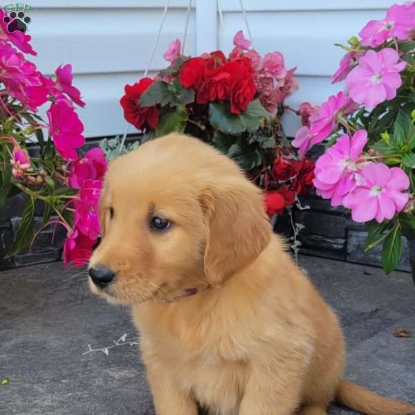 Cora, Golden Retriever Puppy