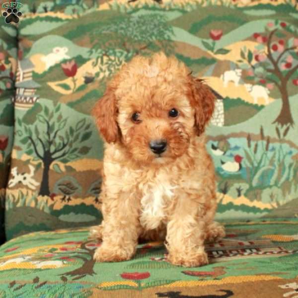 Indy, Cavapoo Puppy