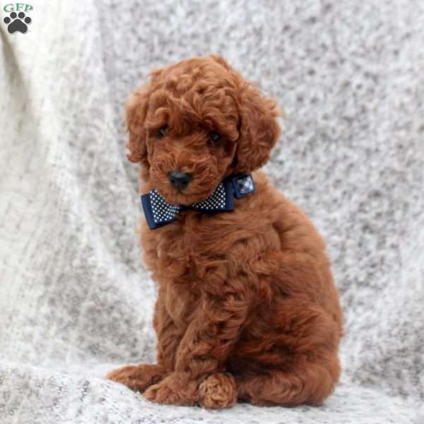 Indy, Toy Poodle Puppy