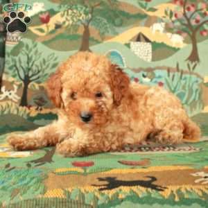 Indy, Cavapoo Puppy