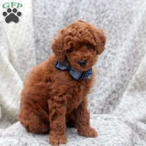 Indy, Toy Poodle Puppy