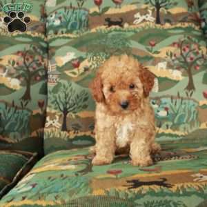 Indy, Cavapoo Puppy