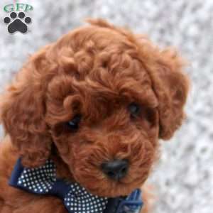 Indy, Toy Poodle Puppy