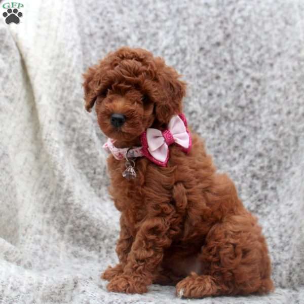 Iris, Toy Poodle Puppy