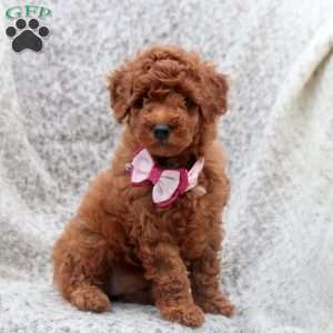 Iris, Toy Poodle Puppy