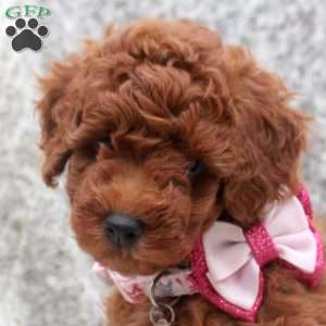 Iris, Toy Poodle Puppy