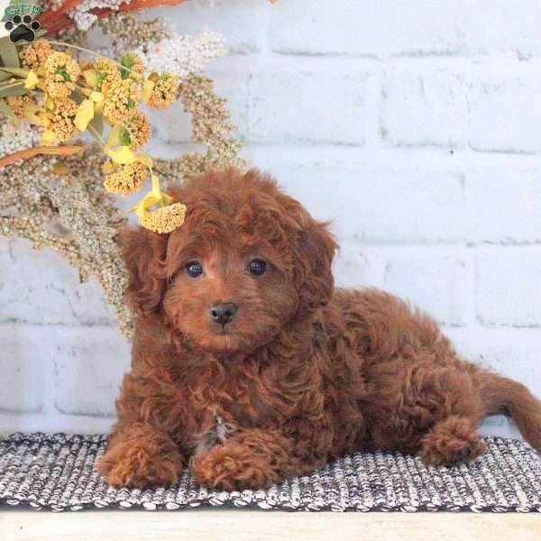 Isabelle, Cavapoo Puppy