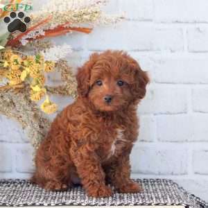 Isabelle, Cavapoo Puppy