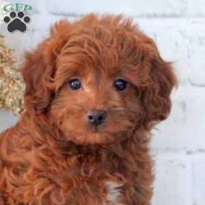 Isabelle, Cavapoo Puppy
