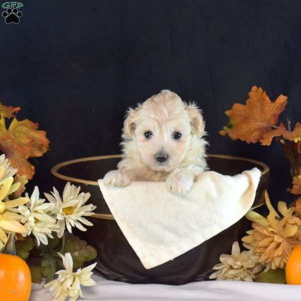 Ivory, Maltipoo Puppy