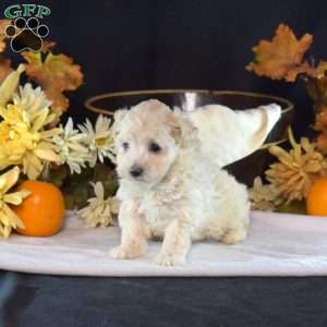 Ivory, Maltipoo Puppy