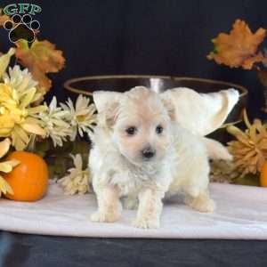 Ivory, Maltipoo Puppy