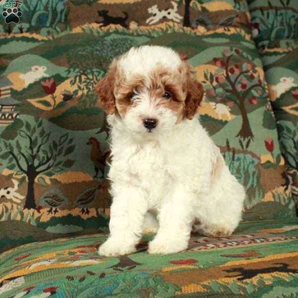 Ivy, Cavapoo Puppy