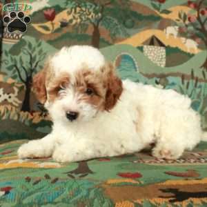 Ivy, Cavapoo Puppy