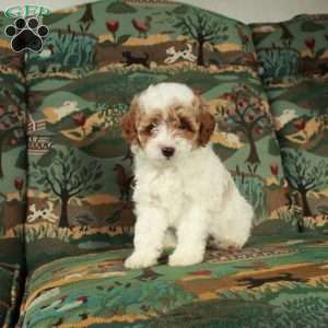 Ivy, Cavapoo Puppy