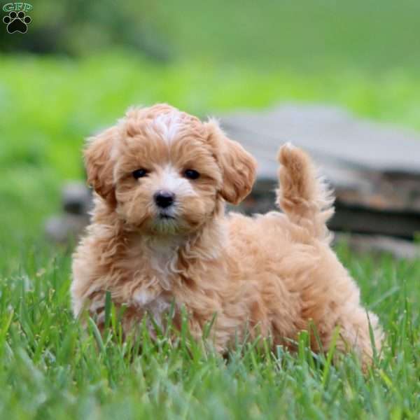 Ivy, Maltipoo Puppy