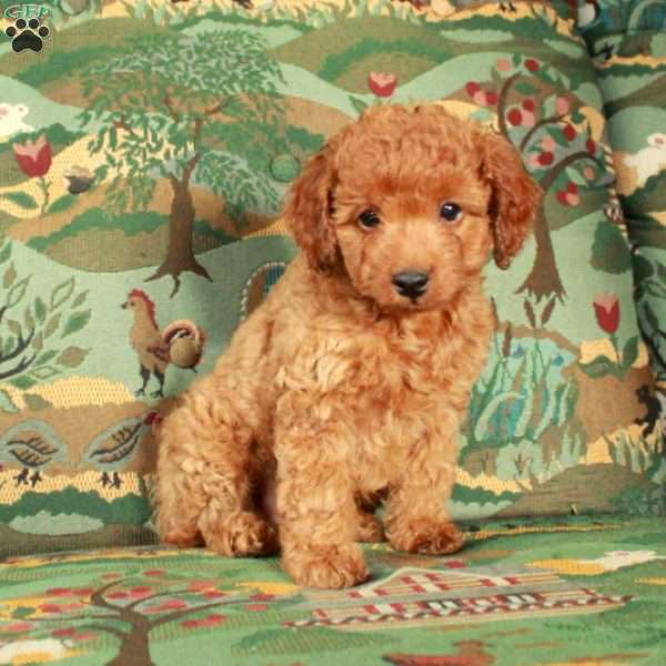 Izzy, Cavapoo Puppy