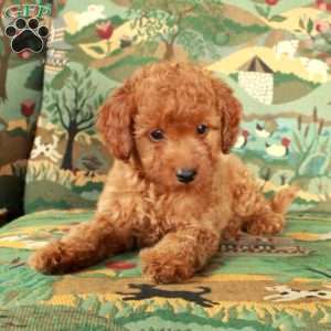 Izzy, Cavapoo Puppy
