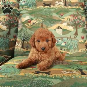 Izzy, Cavapoo Puppy