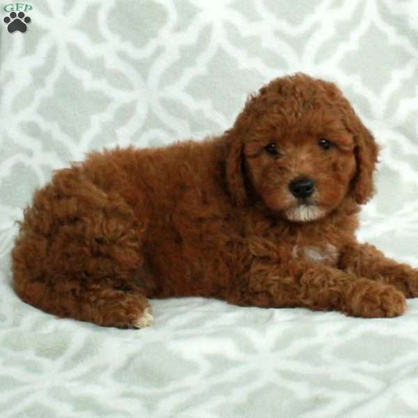 Jack, Mini Goldendoodle Puppy