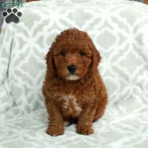 Jack, Mini Goldendoodle Puppy