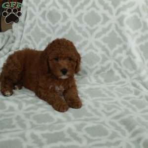 Jack, Mini Goldendoodle Puppy