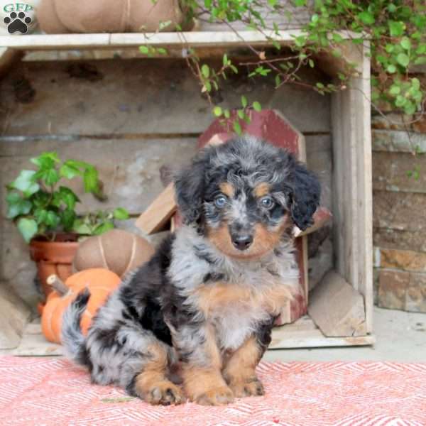 Jackson, Mini Bernedoodle Puppy