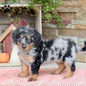 Jackson, Mini Bernedoodle Puppy