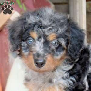 Jackson, Mini Bernedoodle Puppy