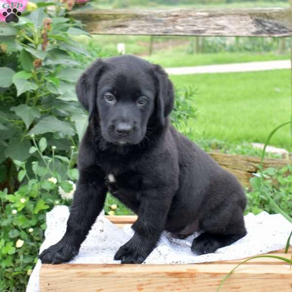 Jacoby, Labrador Mix Puppy