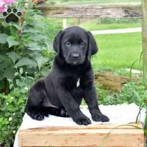 Jacoby, Labrador Mix Puppy