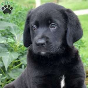 Jacoby, Labrador Mix Puppy