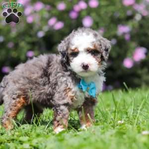 Jaden, Mini Bernedoodle Puppy