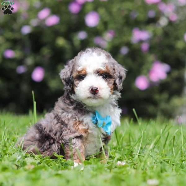 Jaden, Mini Bernedoodle Puppy