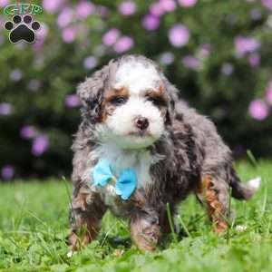 Jaden, Mini Bernedoodle Puppy