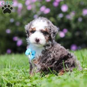 Jaden, Mini Bernedoodle Puppy