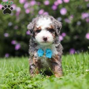 Jaden, Mini Bernedoodle Puppy