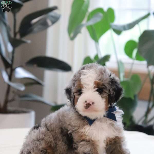 Jake, Mini Bernedoodle Puppy