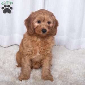 Jackson, Miniature Poodle Mix Puppy