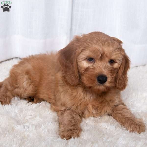 Jackson, Miniature Poodle Mix Puppy