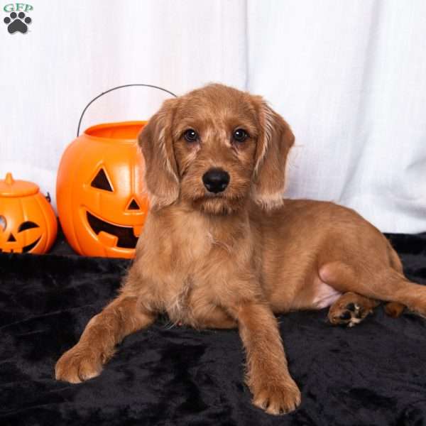 James, Miniature Poodle Mix Puppy